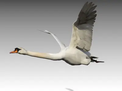 Mute Swan Low-poly 3D model