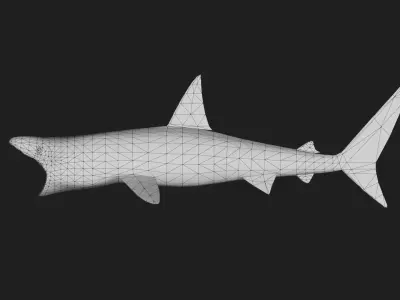Shark Low-poly 3D model