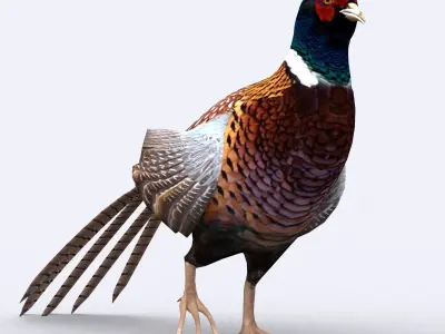 3DRT - Pheasant Low-poly 3D model