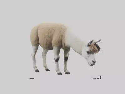 Lama grazing model Low-poly 3D model