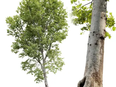 Plane-tree Sycamore Platanus V16 3D model