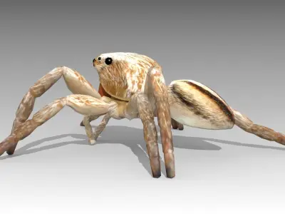 Jumping Spider Low-poly 3D model
