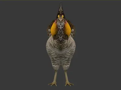 Tympanuchus cupido Low-poly 3D model