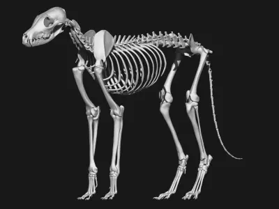 Fox skeleton 3D model