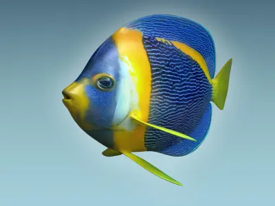Anglefish 8 angelfish 3D model