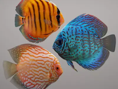 Discus fish 3D model