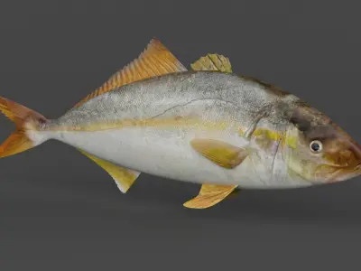 Fish Amberjack 3D model