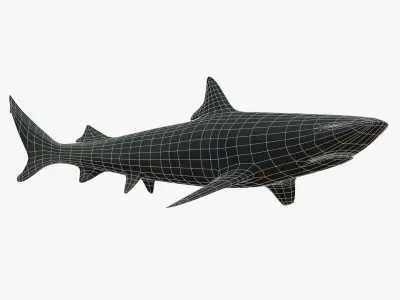 Blacktip Reef Shark Low-poly 3D model