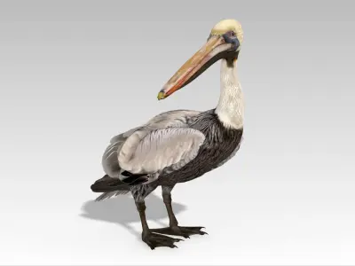 Brown Pelican Low-poly 3D model