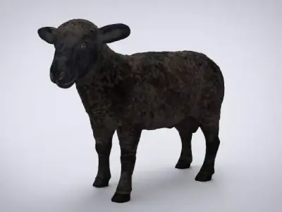BLACK SHEEP Low-poly 3D model