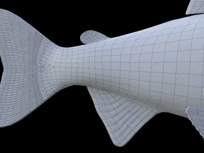 Oncorhynchus Nerka - The Red Sockeye Salmon 3D model