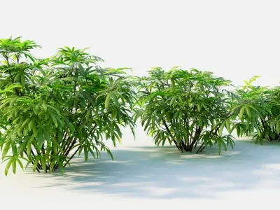 Chuniophoenix humilis c 3D model