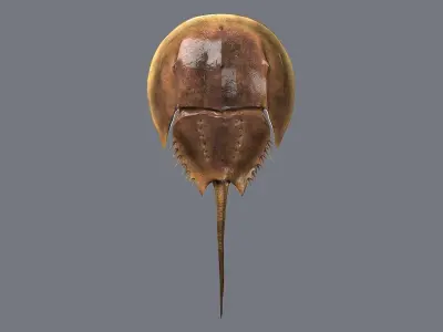 Horseshoe Crab 3D model