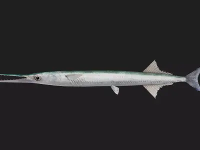 Garfish Low-poly 3D model