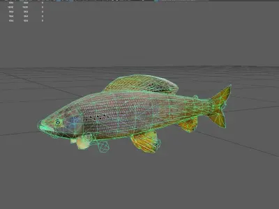Grayling Low-poly 3D model