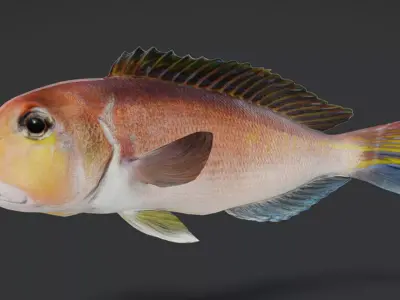 Horsehead Tilefish Animated 3D model