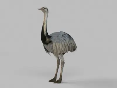 3D model Emu Bird 3D model