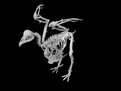 Chicken skeleton Low-poly 3D model