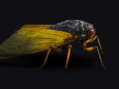 Cicada Insect Realistic Asian Bug Lowpoly Animated Low-poly 3D model