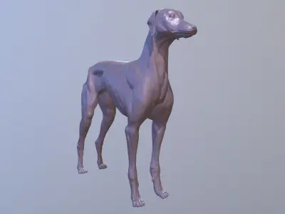 Greyhound Dog Realistic Free 3D model