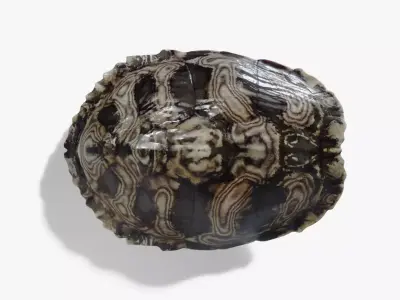 Painted Turtle Shell Free 3D model