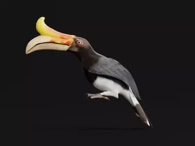 Rhinoceros Hornbill Bird 3D model