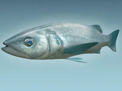 Dicentrachus Fish 2 3D model