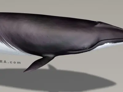 Minke Whale - Balaenoptera Acutoro - Adult Male - Pose 1 - 3D model