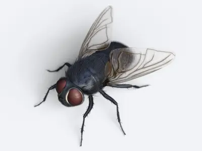 HouseFly fly 3D model
