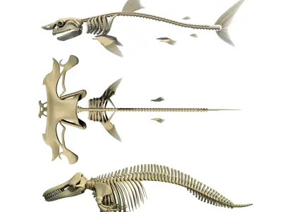 Sharks Skeletons 3D Models 3D model