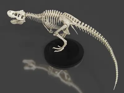 Realistic T-Rex Dinosaur Skeleton 3D model