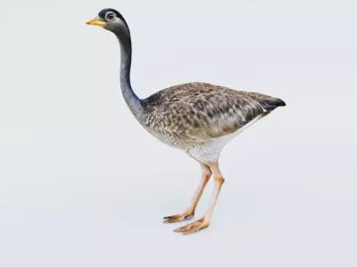 Ostrich Free 3D model