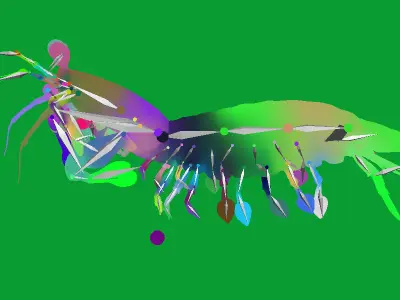 Mantis Shrimp Low-poly 3D model