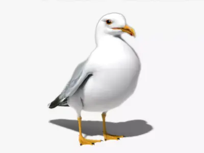 Seagull Low-poly 3D model