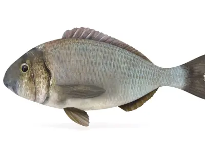 Bream Fish 3D model