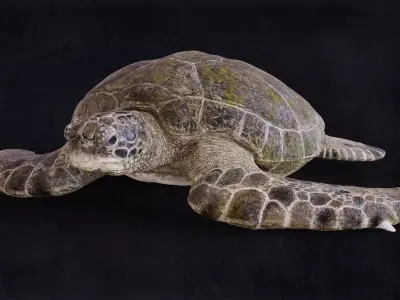 Realistic Turtle high res 3D model