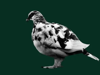 Rock Ptarmigans Bird  Low-poly 3D model