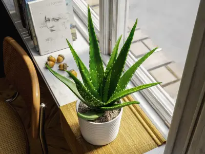  Aloe Vera Succulent Potted Plant Model 