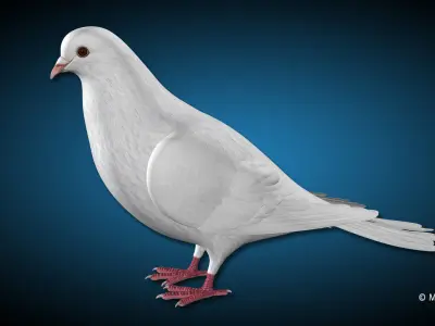 Dove - Folded Wings 3D model