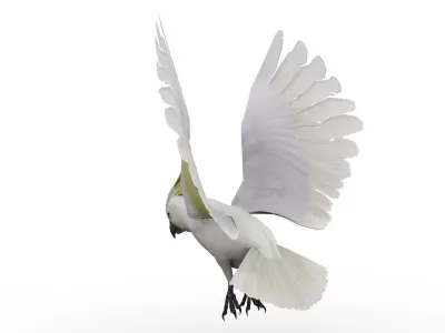 Cockatoo Animated Low-poly 3D model