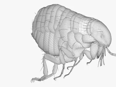 4K Textures Realistic Flea  Low-poly 3D model