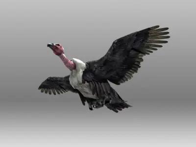 Vulture turkey Low-poly 3D model