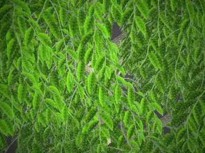 XfrogPlants Weeping Fig - Ficus Benjamina  3D model