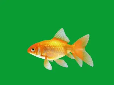 Comet Goldfish Low-poly 3D model