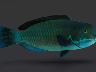 Realistic Parrotfish Animated 3D model