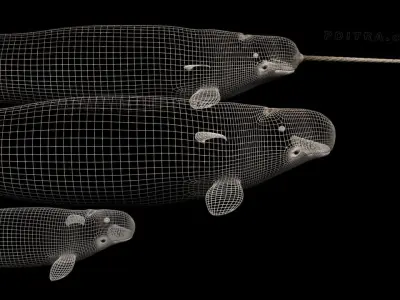 Narwhal Whales Family - Monodon Monoceros - Male Female Calf -  3D model