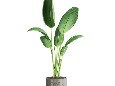 Bird of pradaise plants 3D model