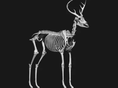  white-tailed deer skeleton 3D model