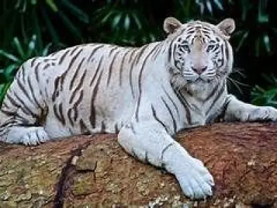 White Tiger RIGGED ANIMATED 3D model