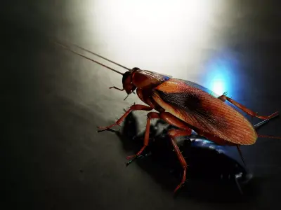 Realistic Cockroach 3D Model Rigged and PBR Textured 3D model